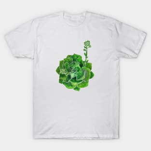 Watercolor Succulent T-Shirt